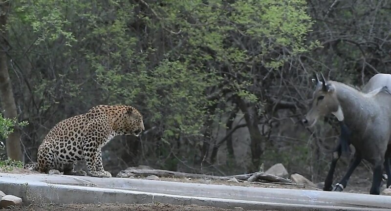 Самец антилопы проигнорировал леопарда на водопое