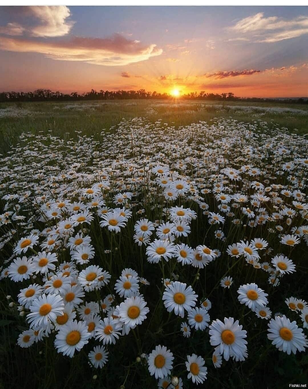 Белые ромашки поле цветов. Ромашковая Поляна Хаджох. Поле ромашек. Ромашковое поле на закате. Красивое поле ромашек.