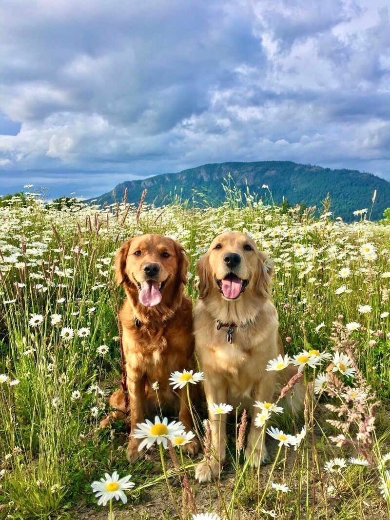 Собаки на фоне природы