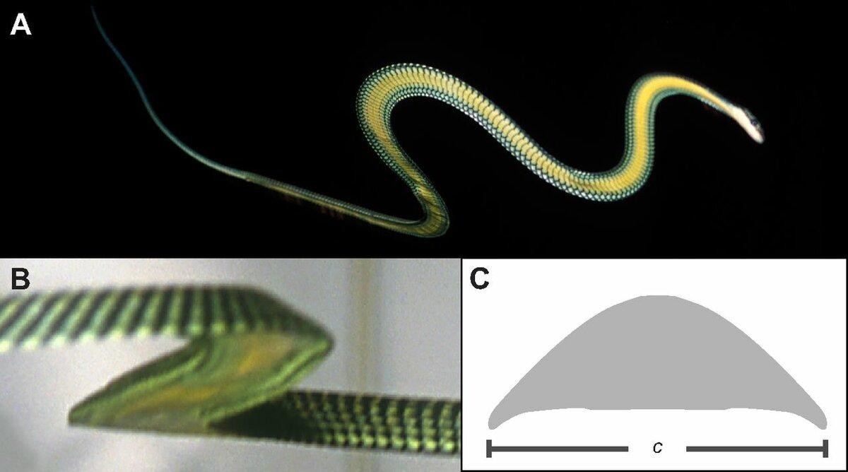 Украшенная змея: Змея, которая ползает по воздуху. Как рептилия без