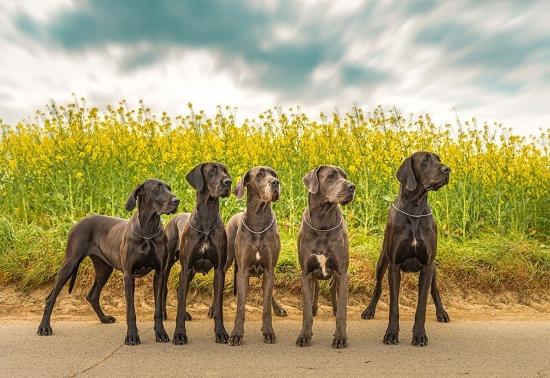 Собачья семья. (Фото a.rosenthal (Германия):