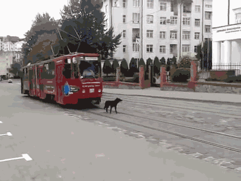 Собачьи гифки