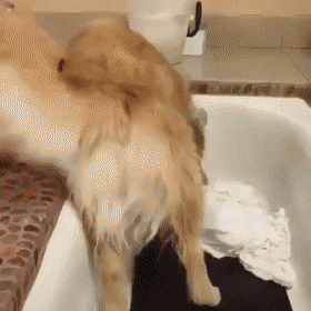 Собачьи гифки