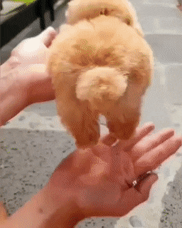 Собачьи гифки