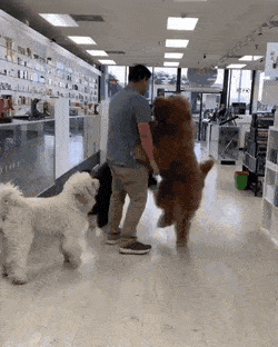 Собачьи гифки