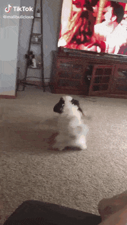 Собачьи гифки