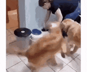 Собачьи гифки