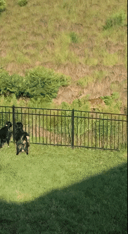 Собачьи гифки