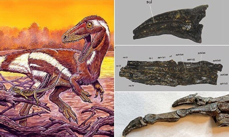 В Бразилии нашли предка современных птиц