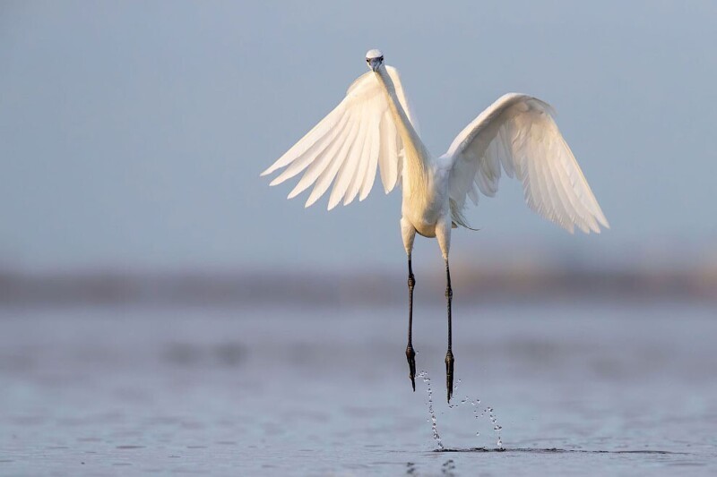 Рыжеватая цапля. (Фото Tim Timmis / 2020 Audubon Photography Awards):