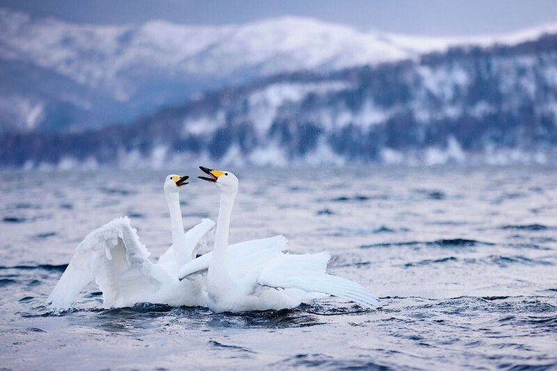 Лебедь-кликун является национальным символом Финляндии... (Фото Lisa Sproat / 2020 Audubon Photography Awards):