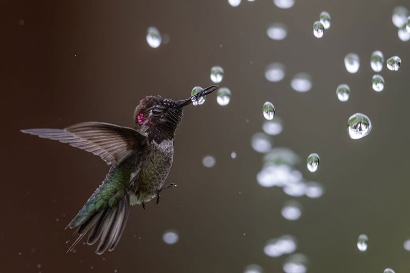 Калипта Анны. Птица семейства колибри. (Фото Bibek Ghosh / 2020 Audubon Photography Awards):