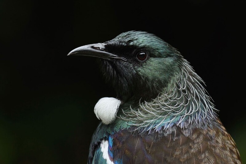 Новозеландский туи. (Фото Alexander Becker / 2020 Audubon Photography Awards):