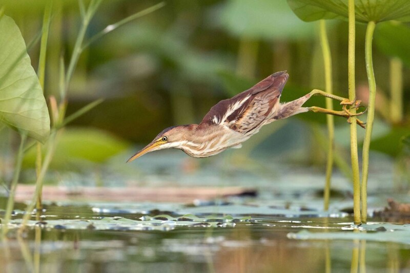 Прицельный заход в воду. (Фото Peter Brannon / 2020 Audubon Photography Awards):