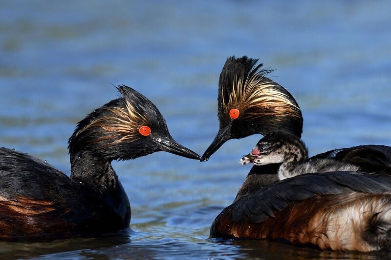 Черношейные поганки. Водоплавающие птицы. (Фото Michael Kim / 2020 Audubon Photography Awards):