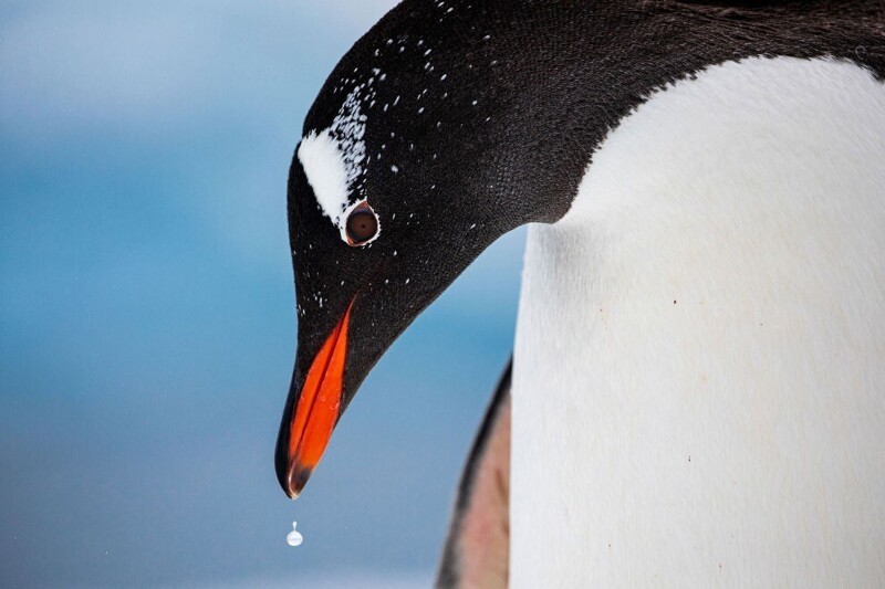 Папуанский пингвин. (Фото Gabi Duncombe / 2020 Audubon Photography Awards):