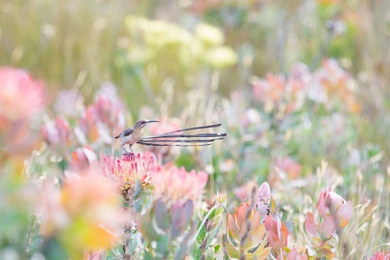 Капский сахарный медосос. Певчая птица, обитающая в Южной Африке. (Фото Cameryn Brock / 2020 Audubon Photography Awards):