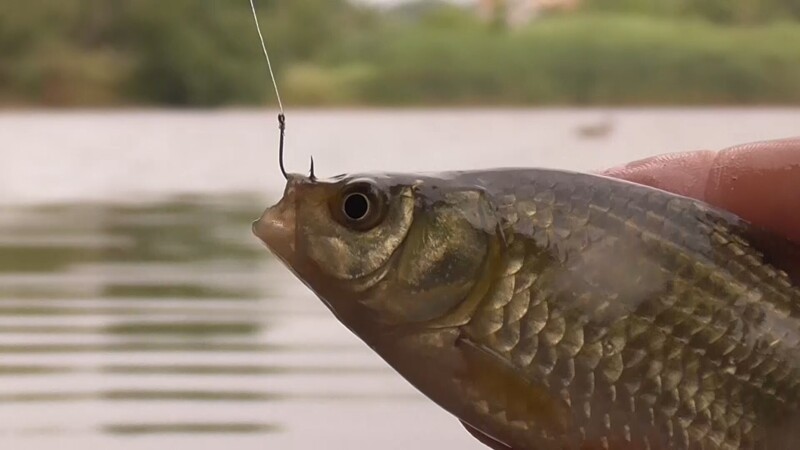 Видео рыбалка на карася на поплавок | Информация о ловле карася на поплавок