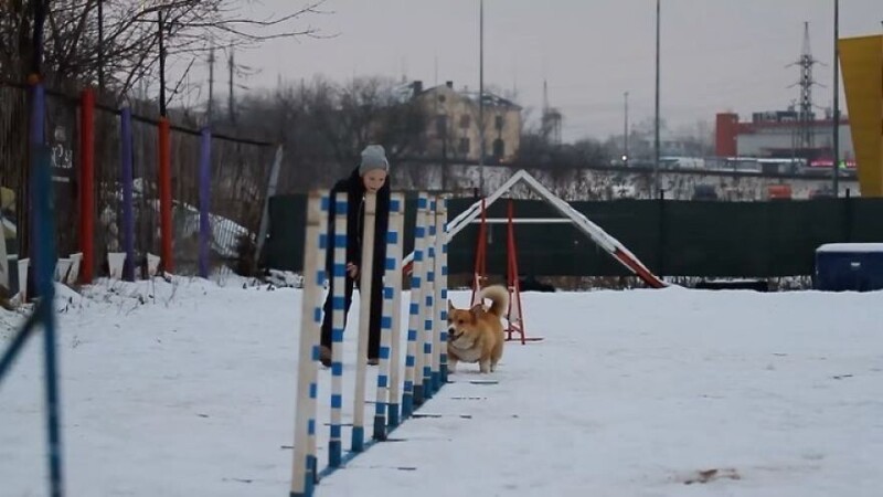 Рыжий - единственный в России полицейский пес породы корги