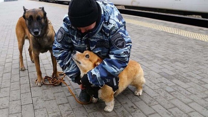 Рыжий - единственный в России полицейский пес породы корги