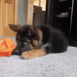 Собачьи гифки Собачьи гифки