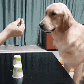 Собачьи гифки Собачьи гифки