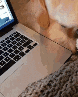 Собачьи гифки Собачьи гифки