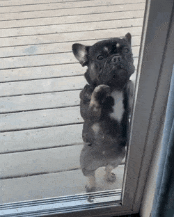 Собачьи гифки Собачьи гифки