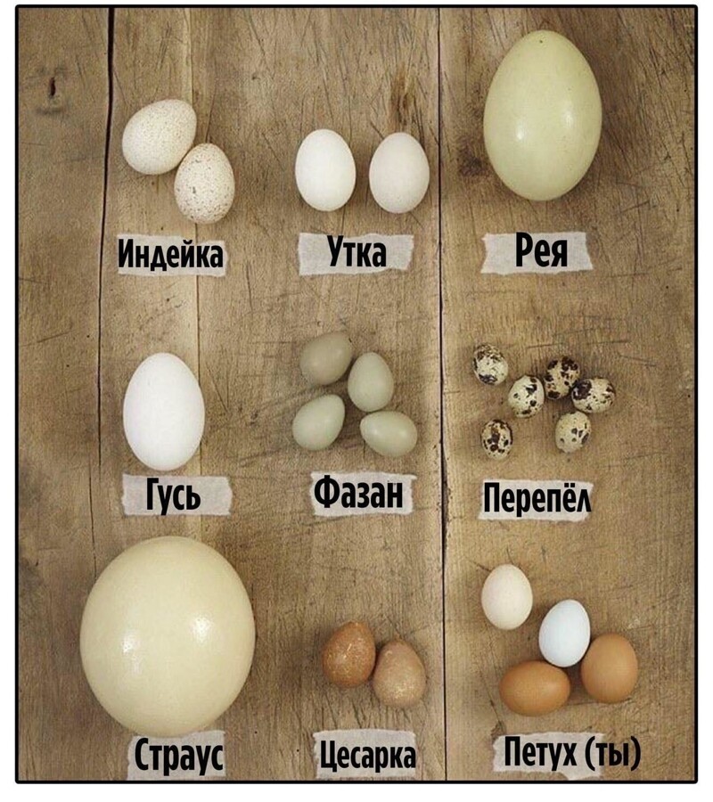 Виды яиц