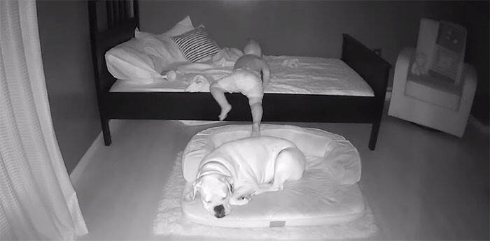 Малыш ночью укладывается спать на полу в обнимку с собакой