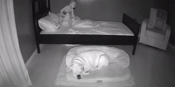 Камера ночного видеонаблюдения поймала момент, когда Финн покидает свою кровать, чтобы улечься на подстилке рядом с Брутом