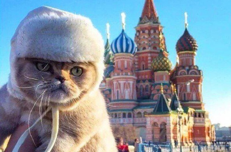 Россия - родина кошек