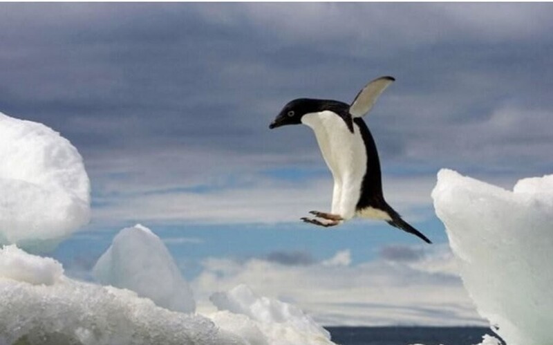 13. Пусть пингвины не умеют летать, зато они прекрасно прыгают. Некоторые виды способны подпрыгивать на высоту до 155 см.