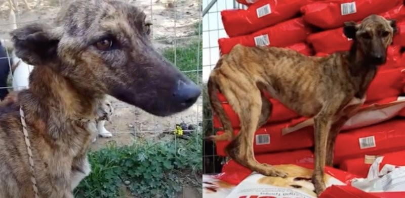 Собаку, которая чуть не умерла от голода, спас благородный любитель животных