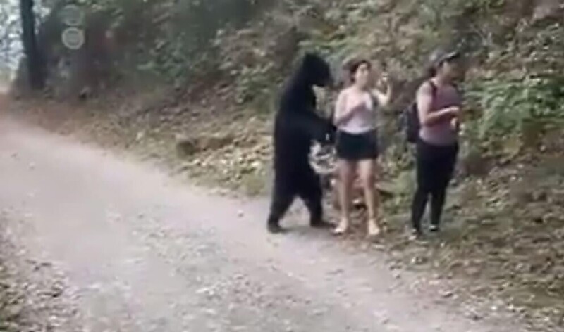 Встреча человека с медведем фото