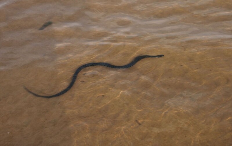 Змеи-рыболовы. Водяной уж (Natrix tesselata)