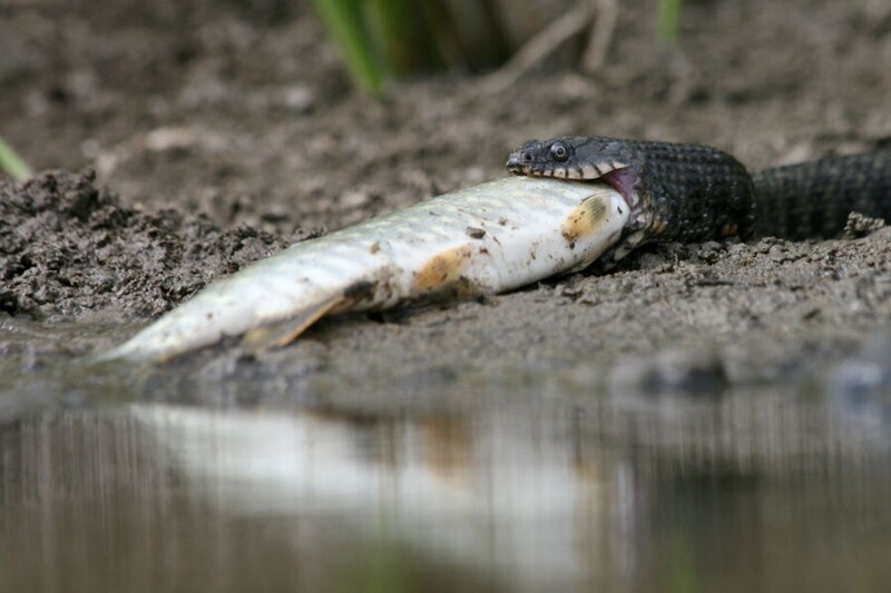 Змеи-рыболовы. Водяной уж (Natrix tesselata)