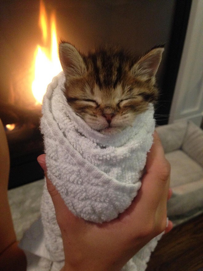 Кот в полотенце. Кот в одеяле. Котенок в полотенце. Котенок завернутый в полотенце. Котик завернутый в одеяло.