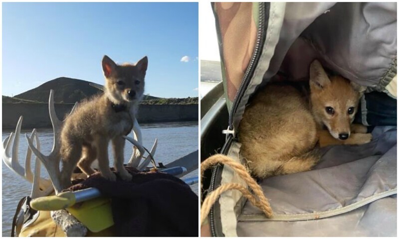 Рыбак на плоту спас щенка койота, который без сил лежал в воде