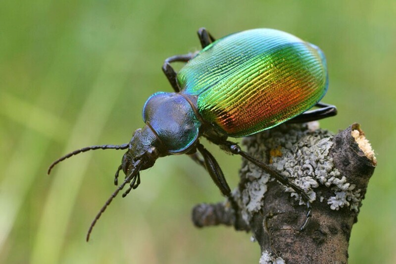 Следующий жук, увеличенную копию которого я бы использовал как елочную игрушку - пахучий красотел (Calosoma sycophanta). Цвет этого жука в зависимости от освещения меняется от зеленого до медно-красного.
