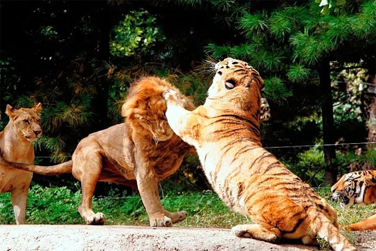 Кто победил лев или тигр. Лев против тигра. Бой тигра и Льва. Туранский тигр против берберийского Льва.