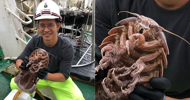 Исследователи обнаружили в индонезийских водах сверхгигантского «морского таракана»