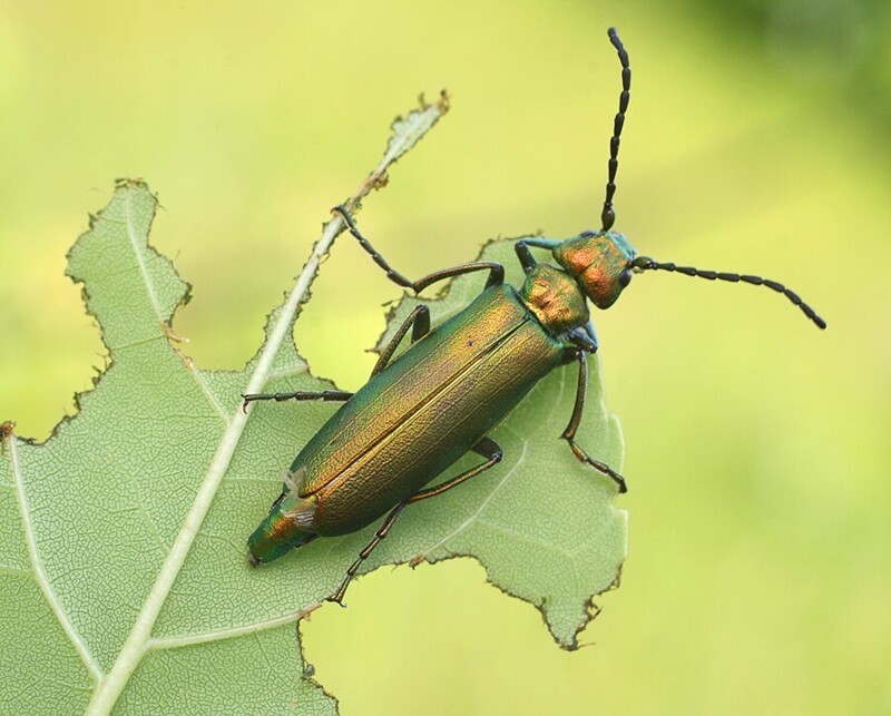 Про этого жука, пожалуй, слышали почти все. Шпанская мушка (Lytta vesicatoria) из семейства нарывников. Очень красиво переливается на солнце золотисто-зеленым цветом.