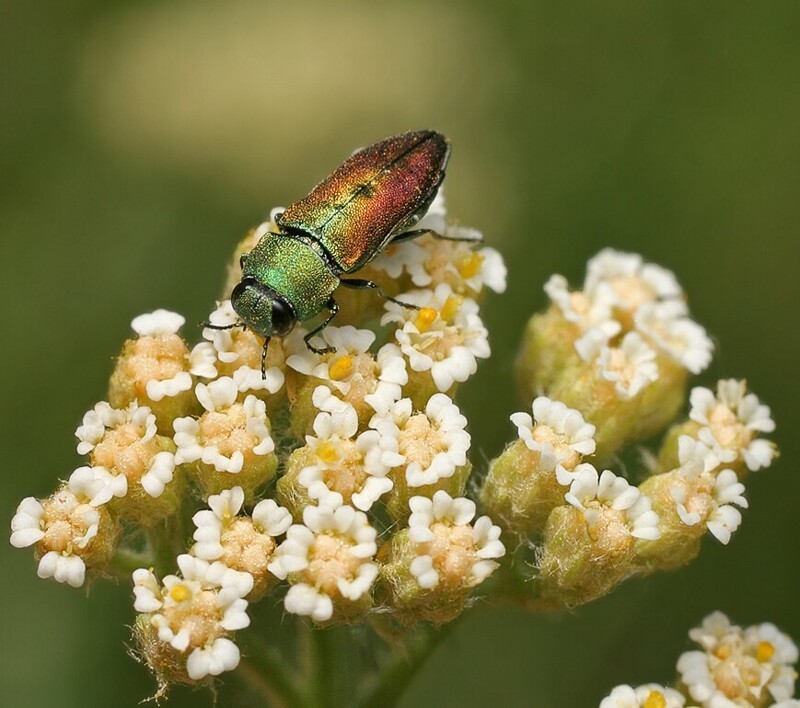  Еще одно яркое семейство жуков - златки. Очень часто можно увидеть на соцветиях переливающихся разными красками антаксий (Anthaxia sp.). Некоторых других златок покажу в следующих записях.