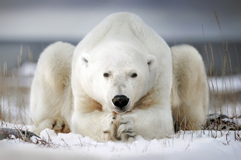 Популяция белых медведей стремительно вымирает