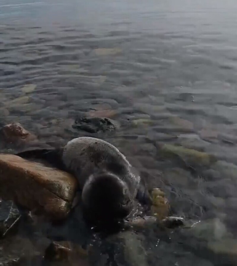 На Байкале люди спасли детёныша нерпы, а он подружился с собакой