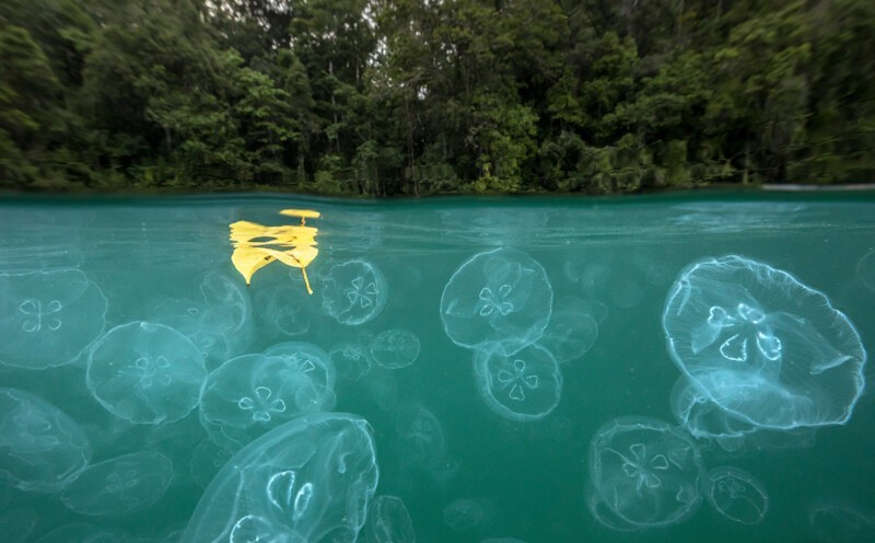 Индонезия: залив медуз, Раджа-Ампат