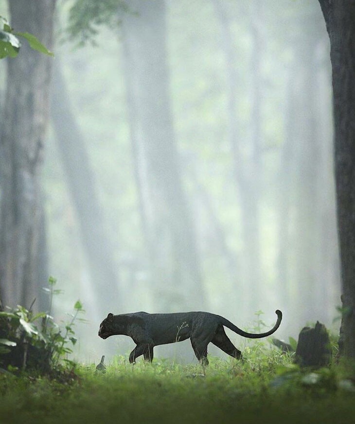 Потрясающие фотографии редкой черной пантеры.