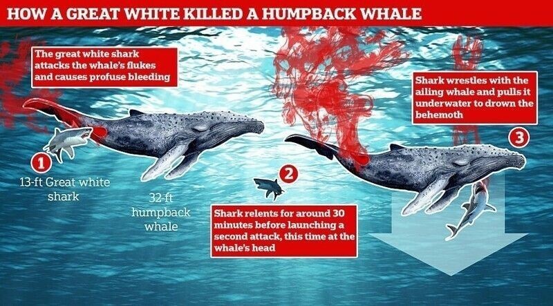 Белая акула убила кита, втрое превосходившего ее по размеру