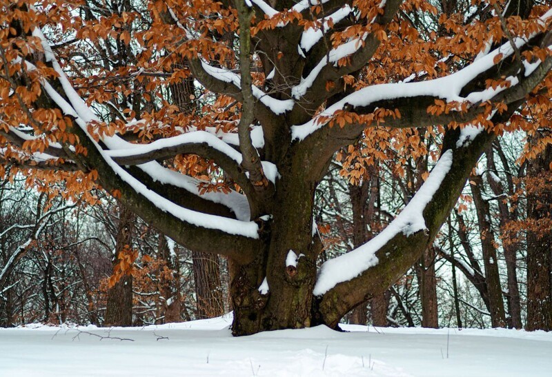 Зима в Иллинойсе. (Фото Hank Erdmann):